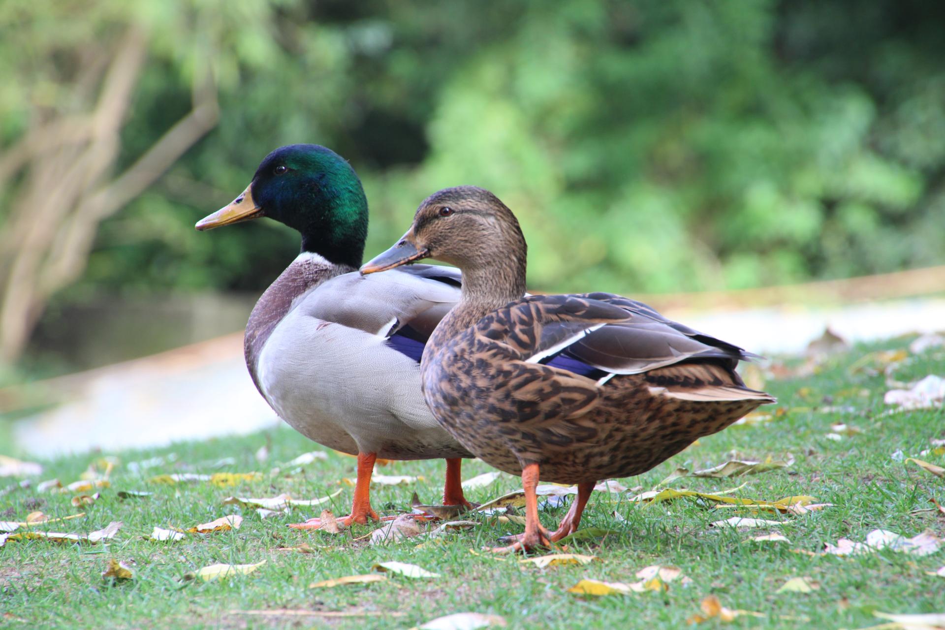 canards